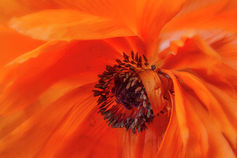 Poppy Detail #1 Photograph by Garry McMichael