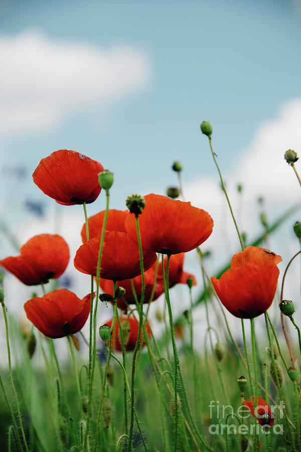 Poppies in field #1 Photograph by Jelena Jovanovic
