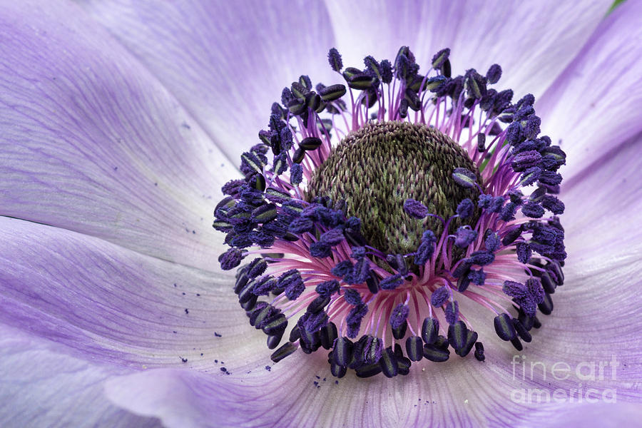 Poppy-Flowered Anemone Macro #1 Photograph by Craig Shaknis
