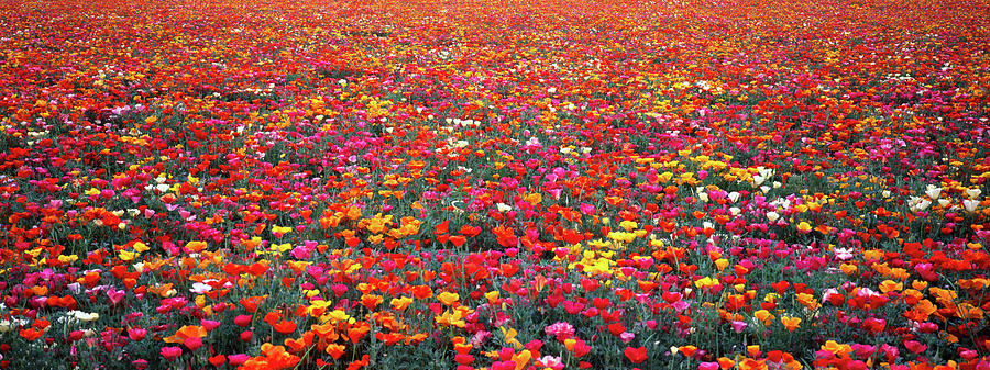 Poppy Heaven #1 Photograph by Eggers Photography