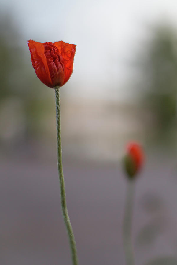 Poppy #1 Photograph by Jakub Sisak