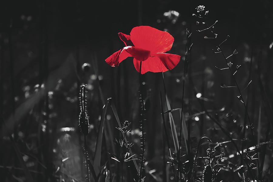 Poppy #1 Photograph by Mountain Dreams