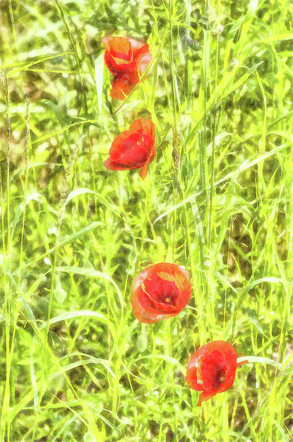 Poppy Watercolour Art #2 Photograph by David Pyatt