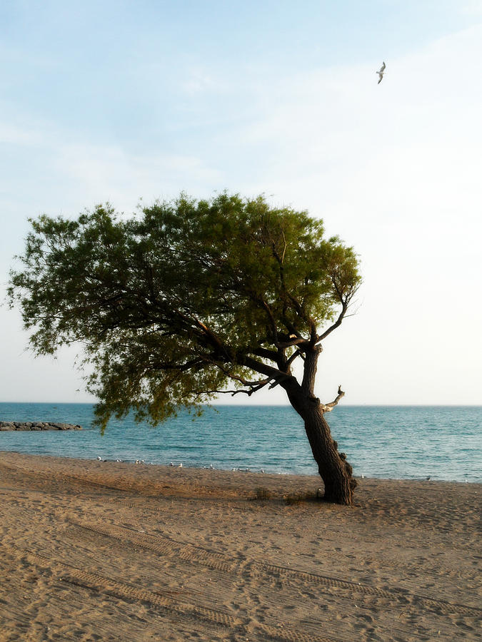 Popular Beach Tree #1 Photograph by Cyryn Fyrcyd