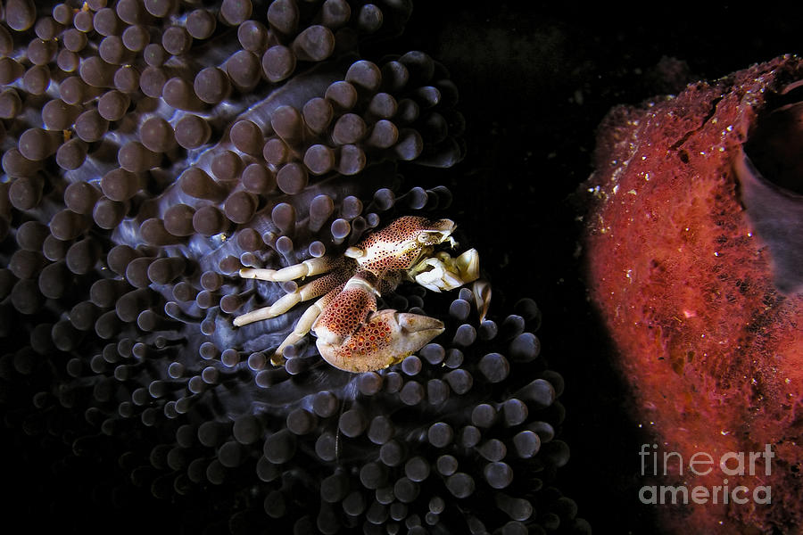 Porcelain crab #1 Photograph by Joerg Lingnau
