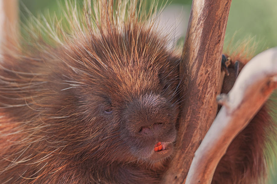 Porcupine  #1 Photograph by Brian Cross