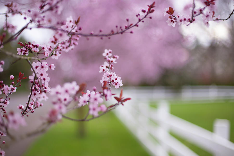 Portland cherry blossoms #1 Photograph by Kunal Mehra