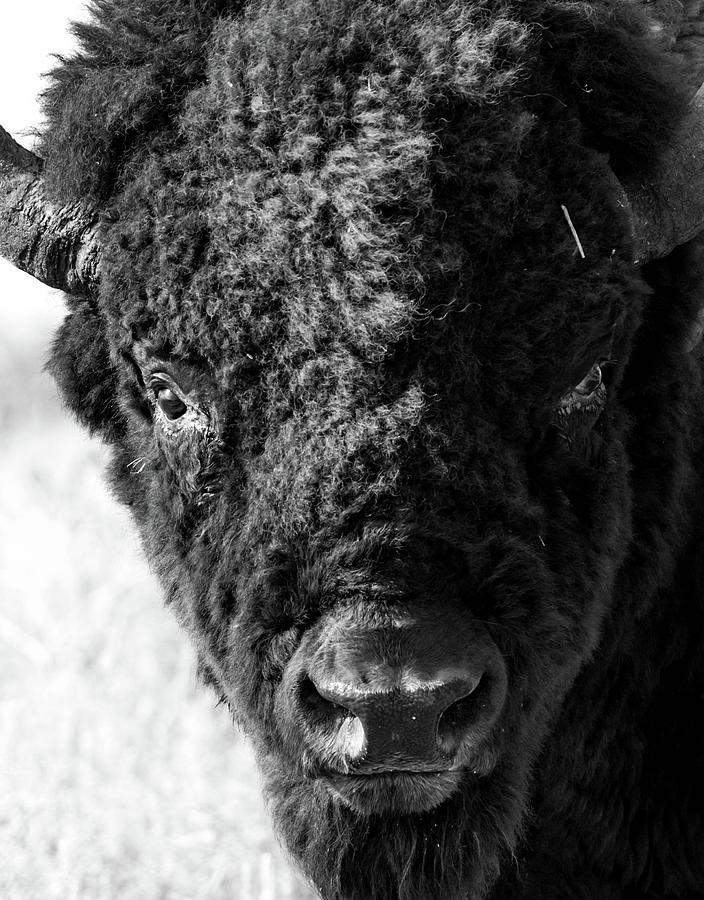 Portrait of a Bison #1 Photograph by Jody Partin