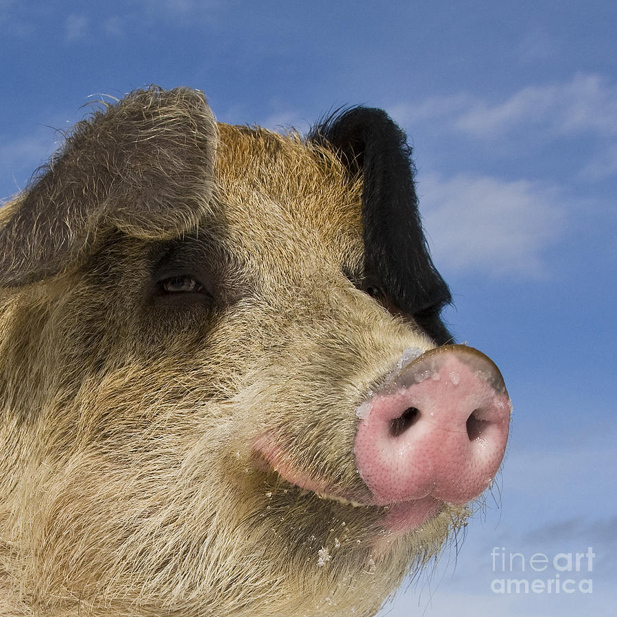 Pig Photograph - Portrait Of A Boar #1 by Jean-Louis Klein & Marie-Luce Hubert