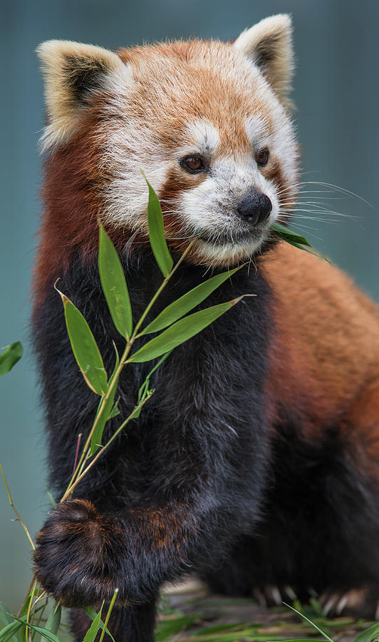 Portrait of a Curious Red Panda #1 Photograph by Greg Nyquist