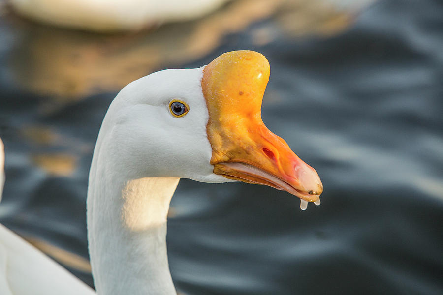 Portrait of a Goose #1 Photograph by Jason Hughes