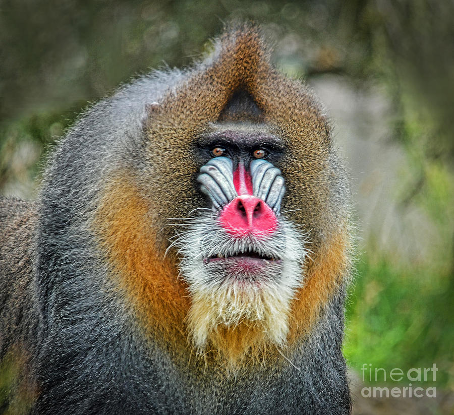 Portrait of a Mandrill #2 Photograph by Jim Fitzpatrick