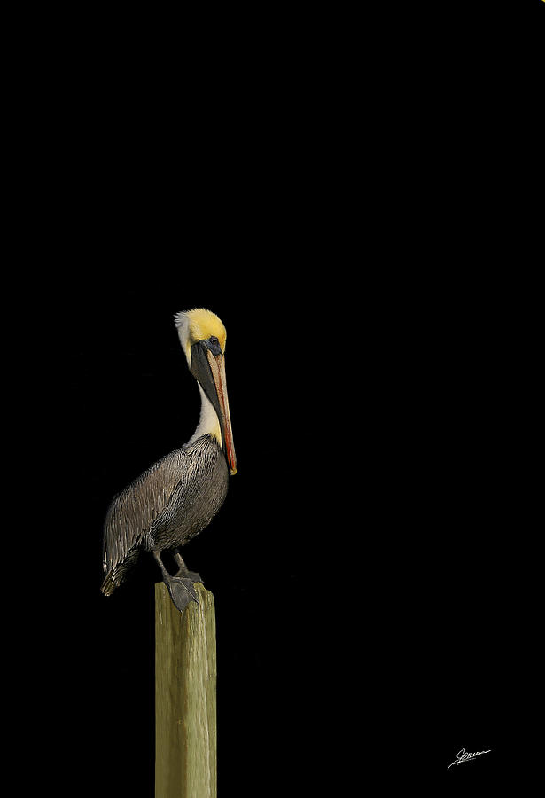 Portrait of a Pelican Photograph by Phil Jensen