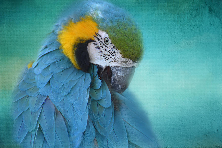 Portrait of a Preening Parrot Photograph by Lynn Bauer