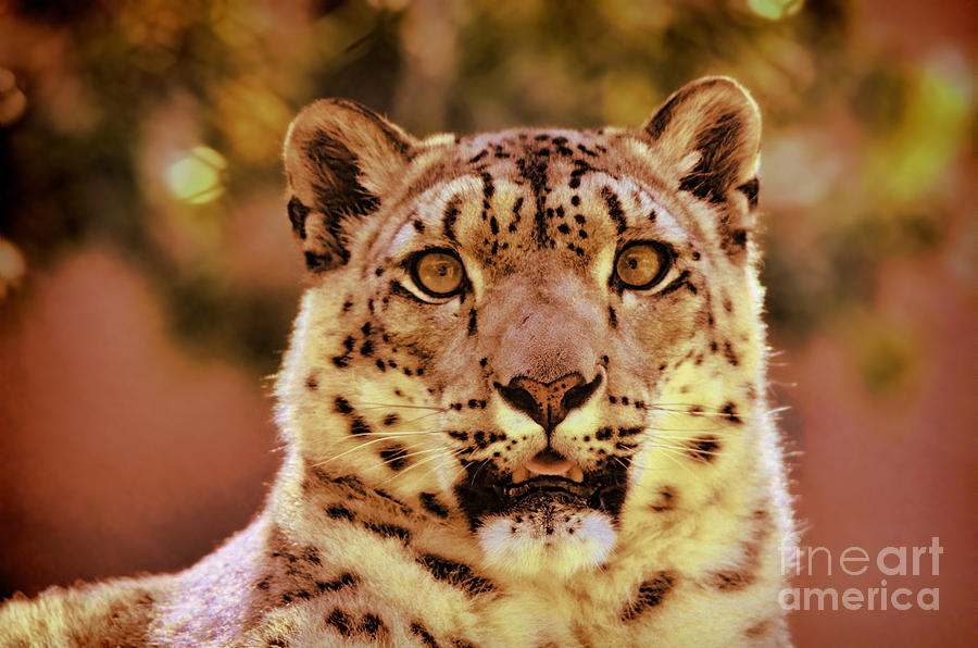 Portrait of a Snow Leopard II #2 Photograph by Jim Fitzpatrick