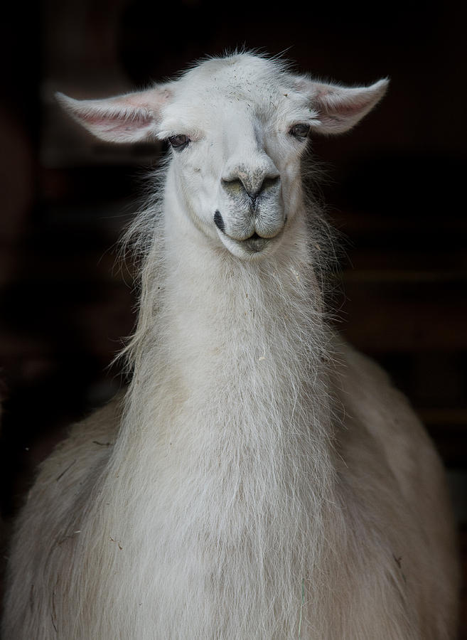 Portrait of an Alpaca #1 Photograph by Greg Nyquist