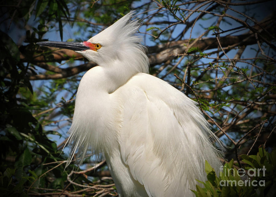 Portrait of An Egret #2 Photograph by Lydia Holly