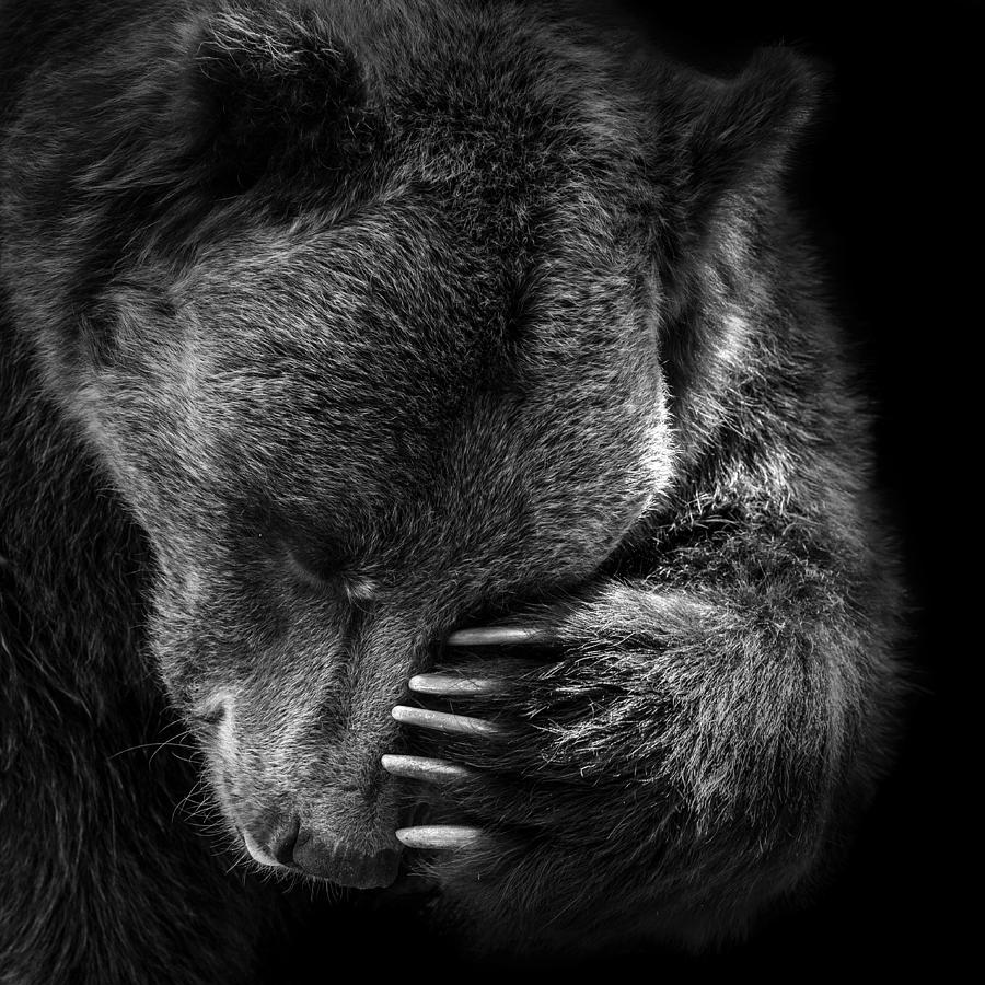 Bear Photograph - Portrait of Bear in black and white by Lukas Holas