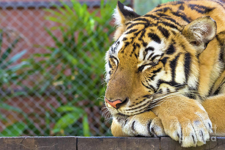 Portrait of big tiger Photograph by Benny Marty - Fine Art America