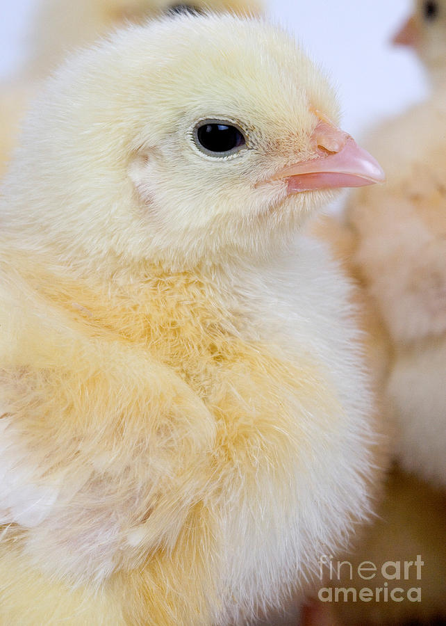 Portrait Of Chick #1 Photograph by Gerard Lacz