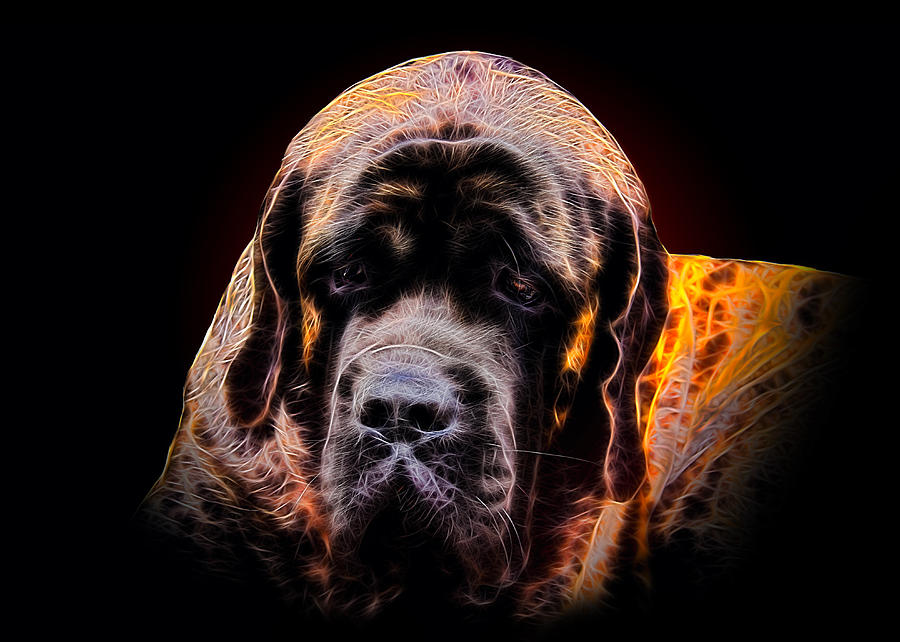 Abstract Mixed Media - Portrait of Mastiff #1 by Denis Bajan