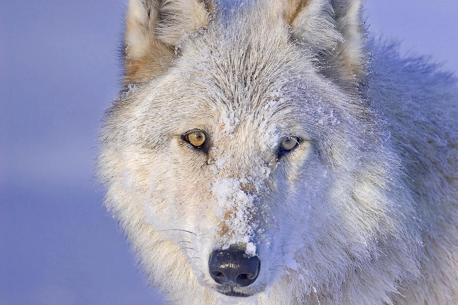 Portrait of the White Wolf 540F Photograph by Mark Miller