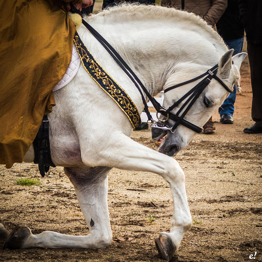 Portugal Lusitano Horse Photograph by Ernesto Santos