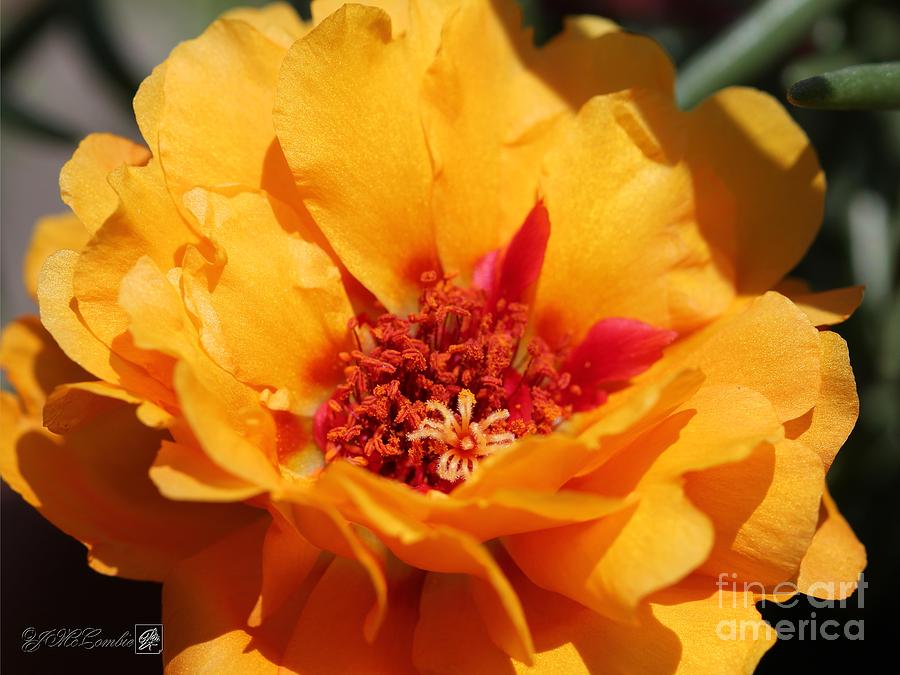 Portulaca in Sundial Golden Orange #4 Photograph by J McCombie