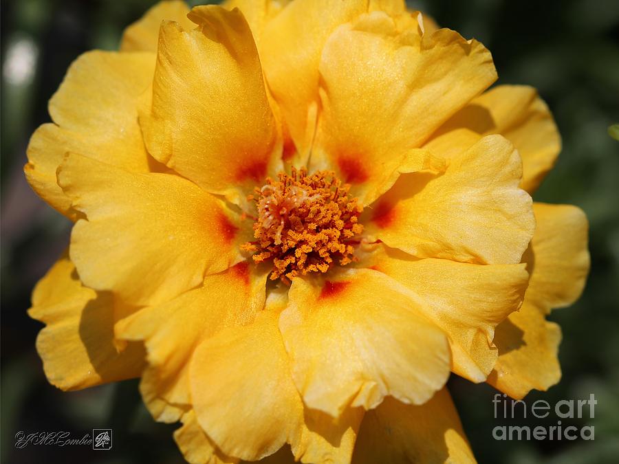 Portulaca named Sundial Gold #2 Photograph by J McCombie