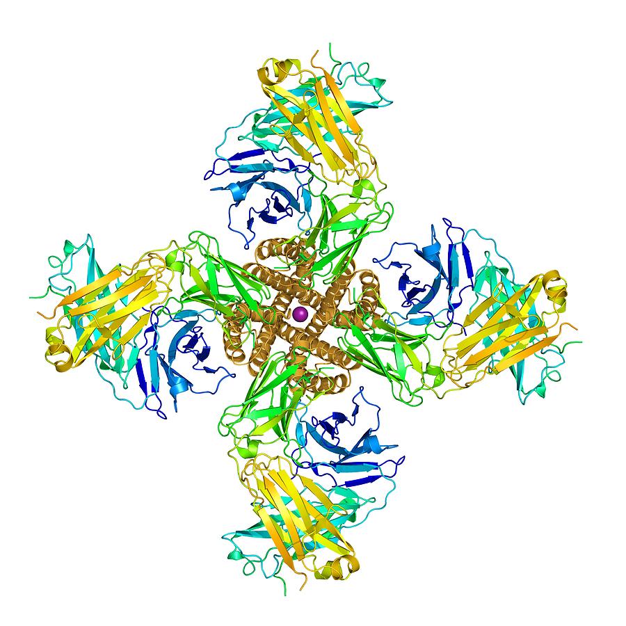 Kcsa Photograph - Potassium Channel Molecular Model #1 by Laguna Design