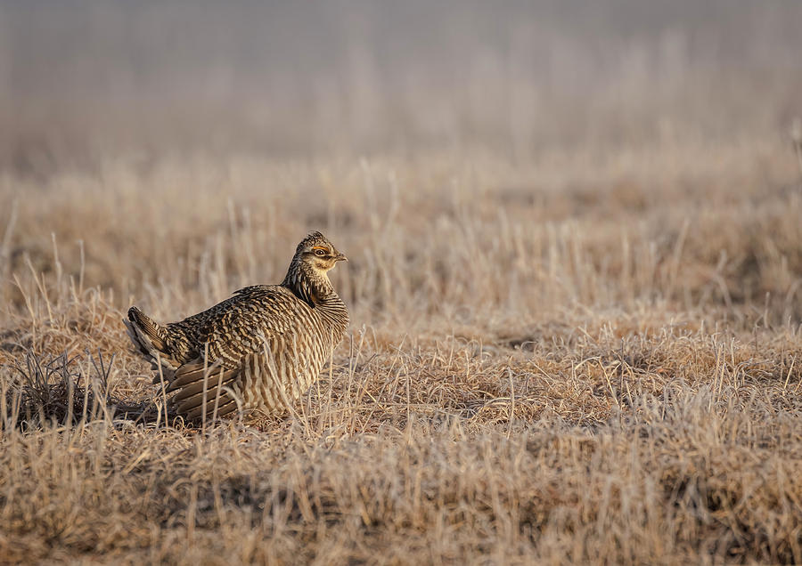 Prairie Chicken 8-2015 #1 Photograph by Thomas Young