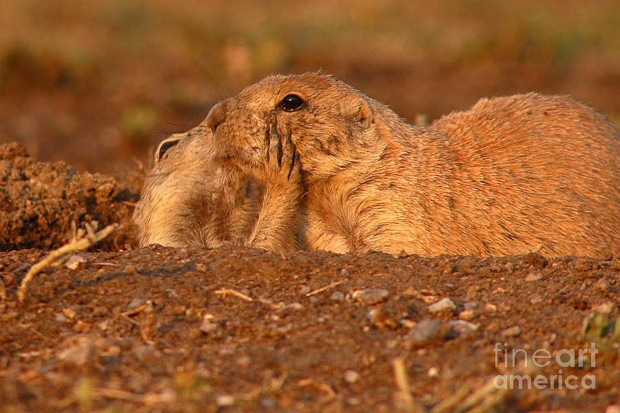 Nature Photograph - Prairie Dog Tender Sunset Kiss #1 by Max Allen