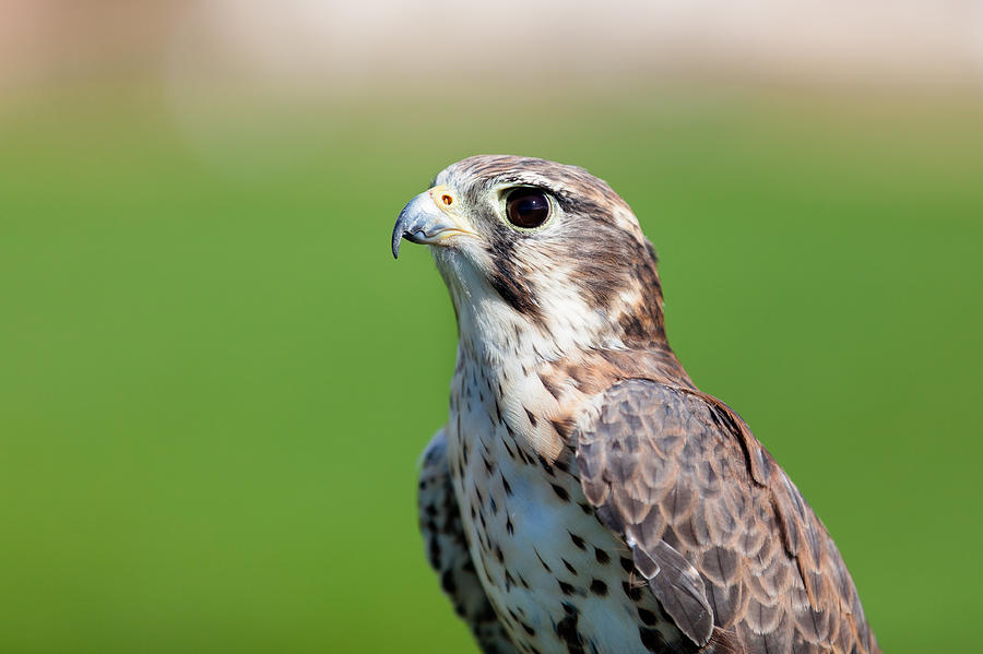 Prairie Falcon #1 Photograph by Del Duncan