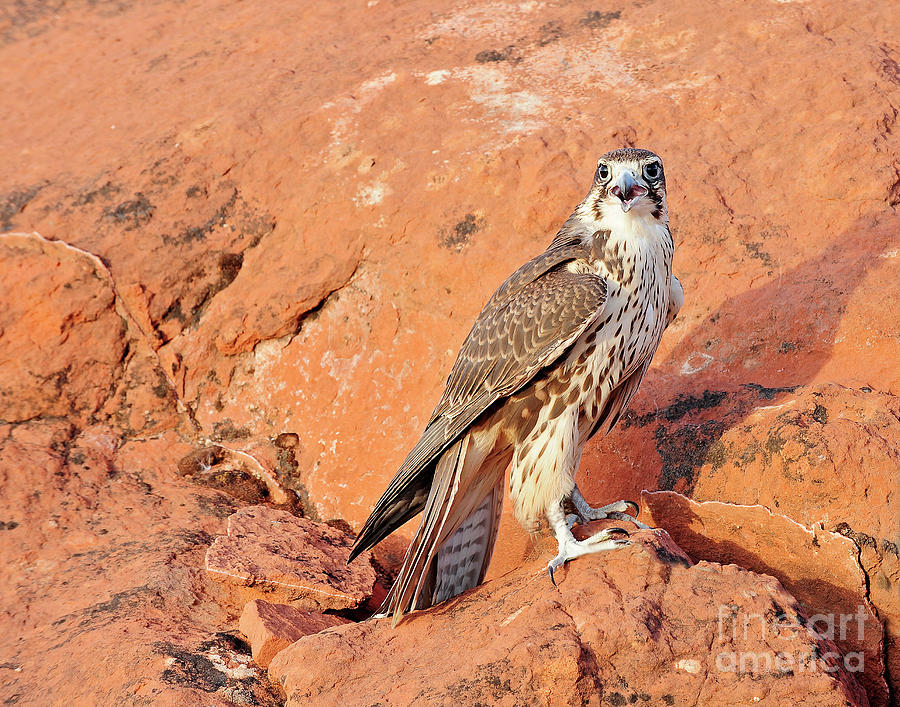 Prairie Falcon #1 Photograph by Dennis Hammer