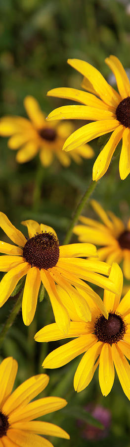 Prairie Photograph - Prairie Flowers 2 - Panel by Mark Braun Prairie Photograph - Prairie Flowers 2 - Panel by Mark Braun