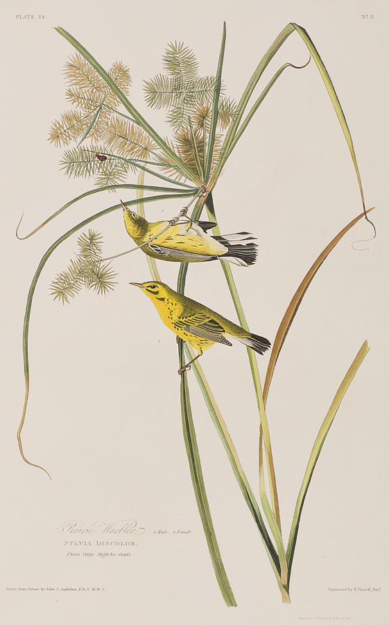 John James Audubon Painting - Prairie Warbler by John James Audubon