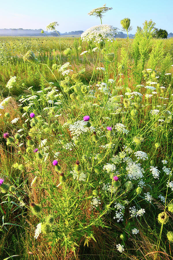 Prairie Wildflowers in Glacial Park #1 Photograph by Ray Mathis