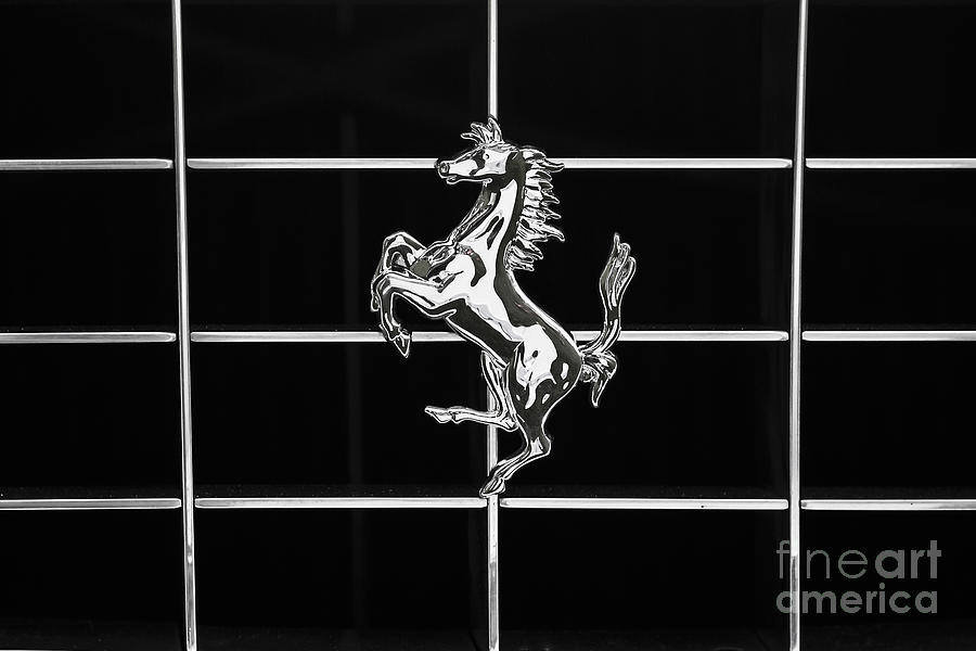 Prancing Horse #2 Photograph by Dennis Hedberg