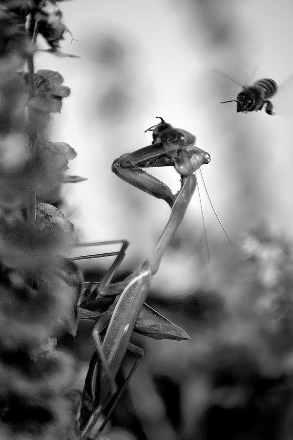 Praying Mantis And Honey Bee Photograph