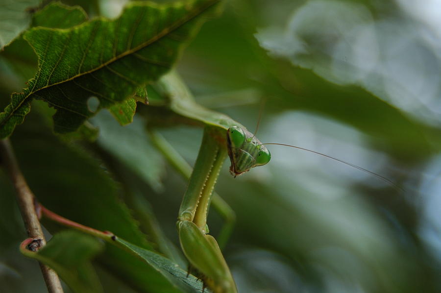 Praying Mantis #1 Photograph by Raymond Salani III