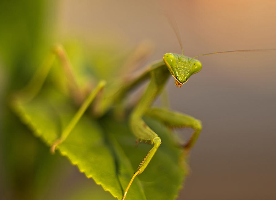 Insects Photograph - Praying Mantis #1 by Thomas Morris