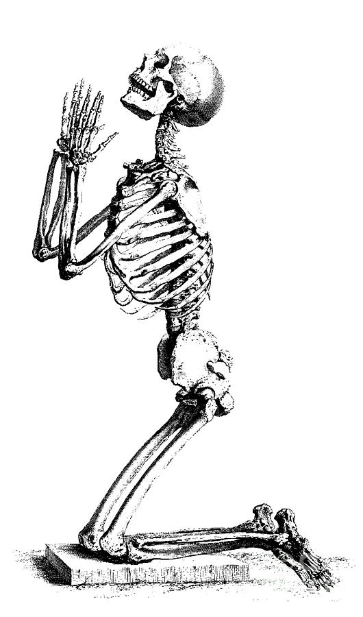 Skeleton Drawing - Praying Skeleton by William Cheselden