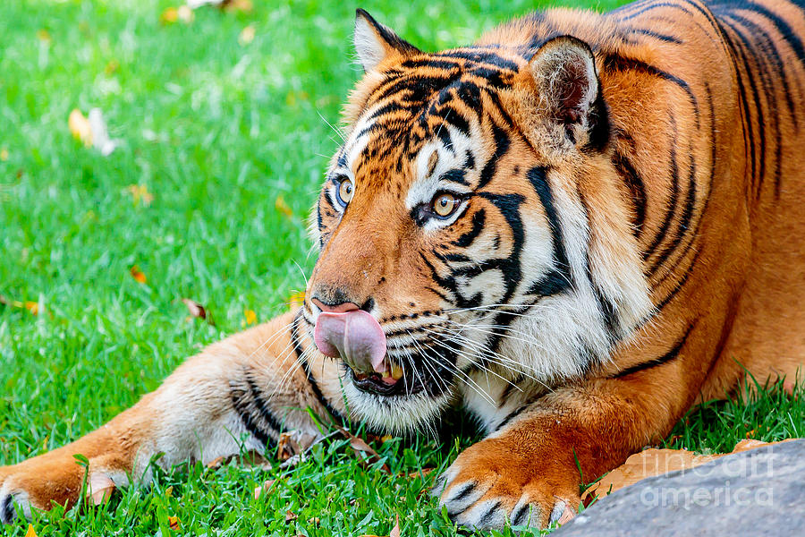 Pre-pounce Tiger #1 Photograph by Ray Shiu