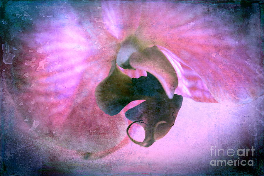 Orchid Digital Art - Precious Time #1 by Krissy Katsimbras