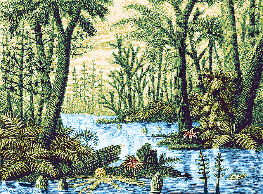 Prehistoric Flora, Carboniferous Period #2 Photograph by Science Source