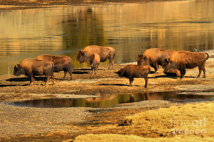 Gathering To Cross The Yellowstone River Photograph by Adam Jewell