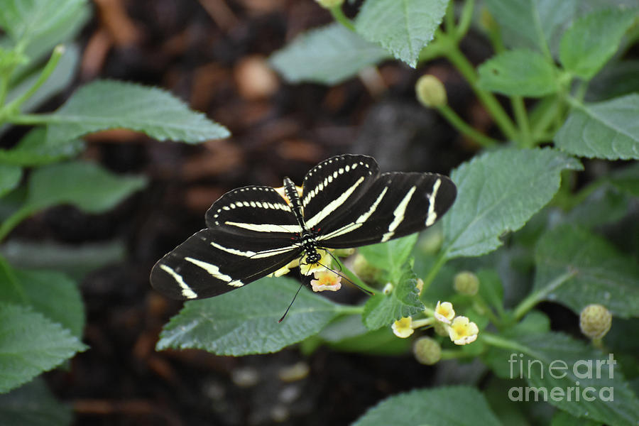 Pretty Black and White Zebra Butterfly on a Leaf #1 Photograph by DejaVu Designs