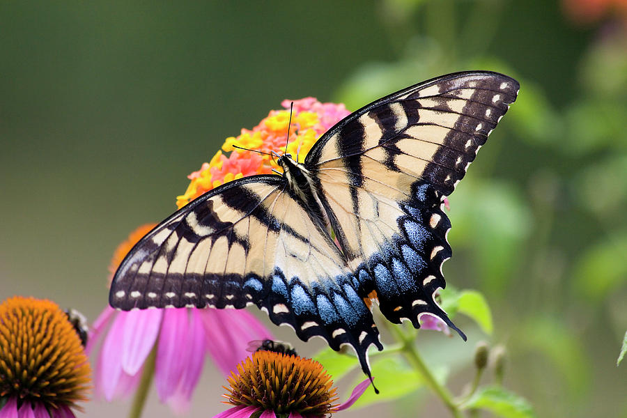 Pretty Butterfly #1 Photograph by Jill Lang