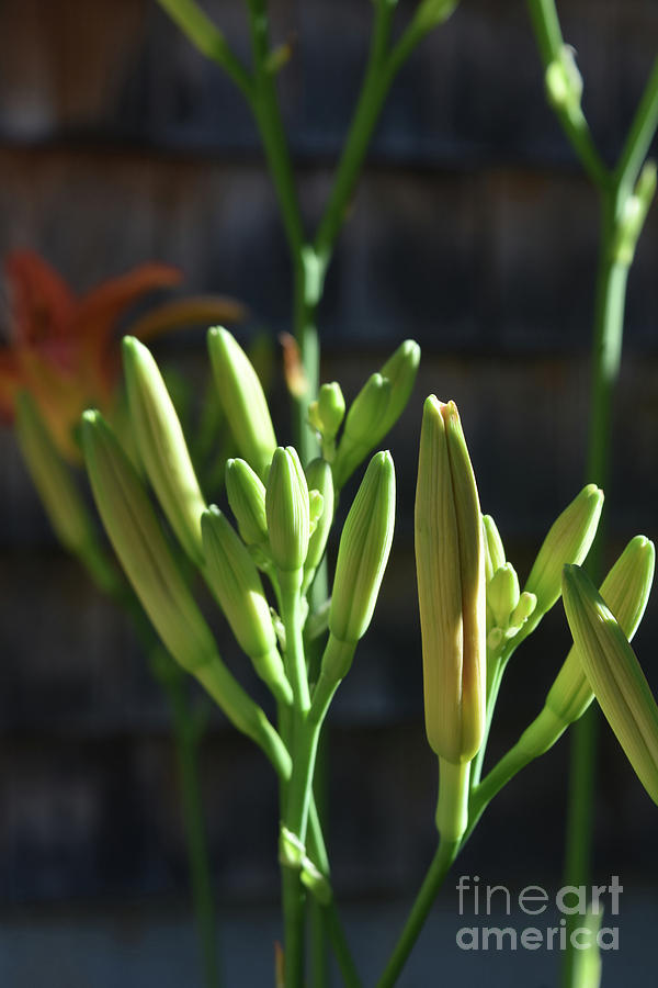 Pretty Close Up of Daylily Buds in the Spring Photograph by DejaVu ...