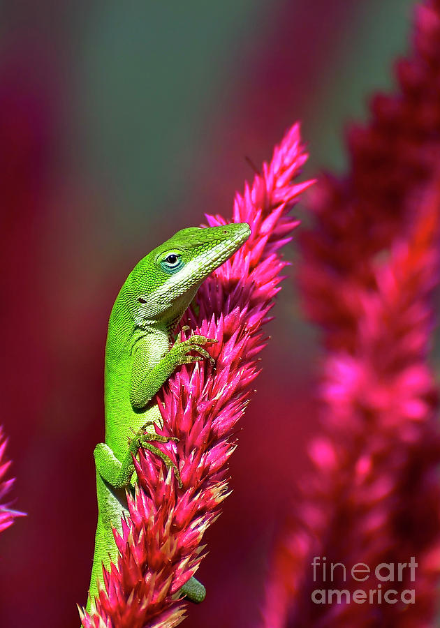 Reptile Photograph - Pretty In Pink #1 by Kathy Baccari